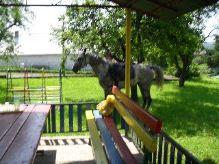 SAM_0334.jpg