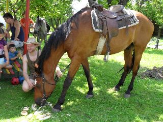 SAM_0379.jpg